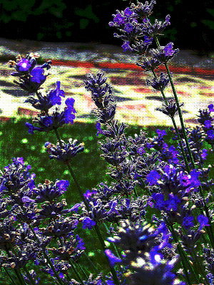 SATURATED LAVENDER