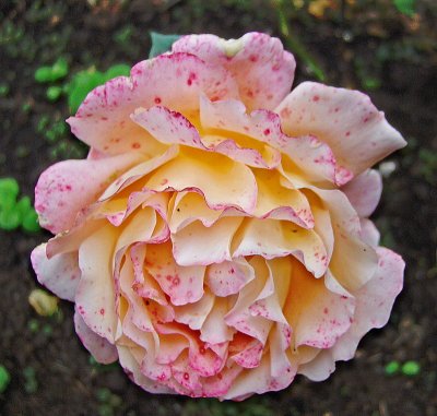 DISEASED ROSE BLOOM