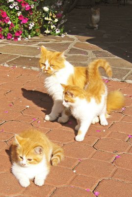 A MUM & 3 KITTENS 560