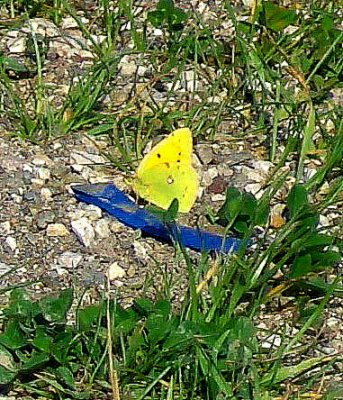 A SULPHUR  BUTTERFLY