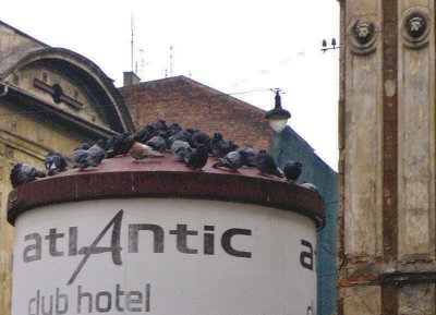 PIGEON MEETING PLACE
