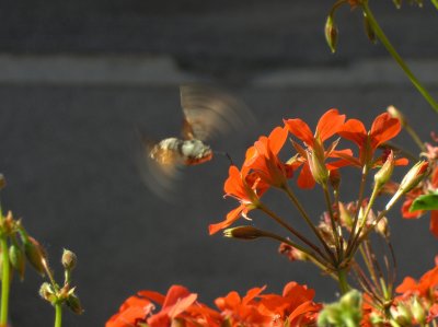  Hummingbird moth