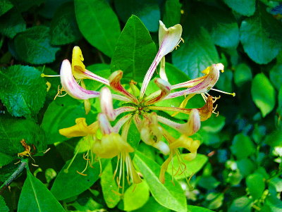 HONEYSUCKLE