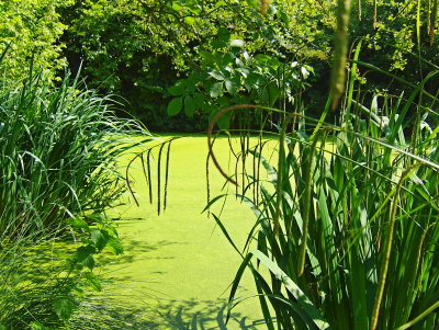 THE LITTLE PONDS OF BINES GREEN GALLERY