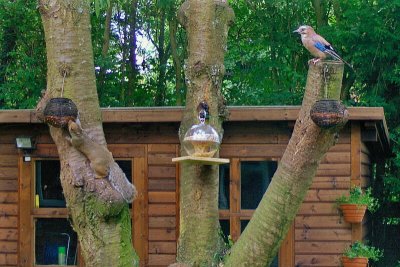 JAY & SQUIRREL BY THE FEEDERS