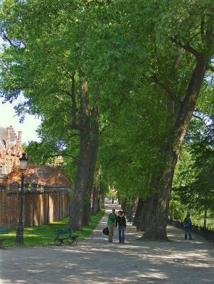 TREE LINED AVENUE