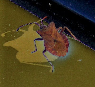 ABSTRACT SHIELD BUG