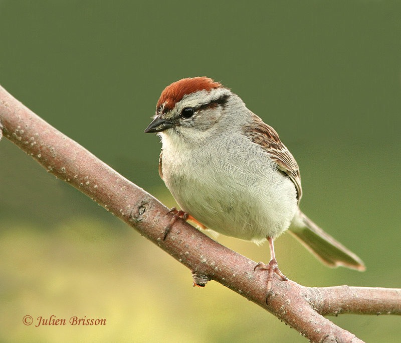 Bruant familier - Chipping Sparrow