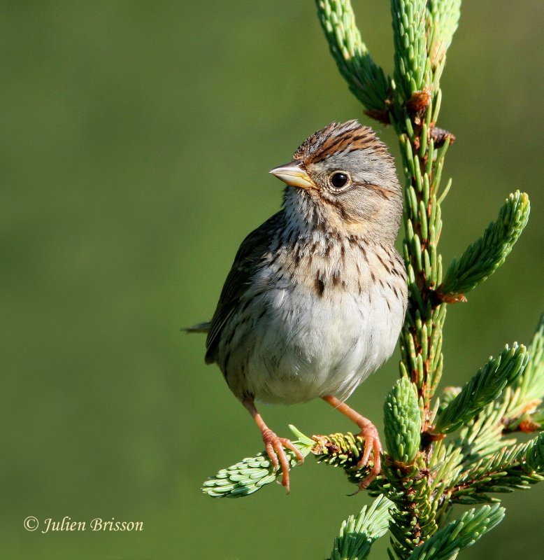 Bruant de Lincoln - Lincolns Sparrow