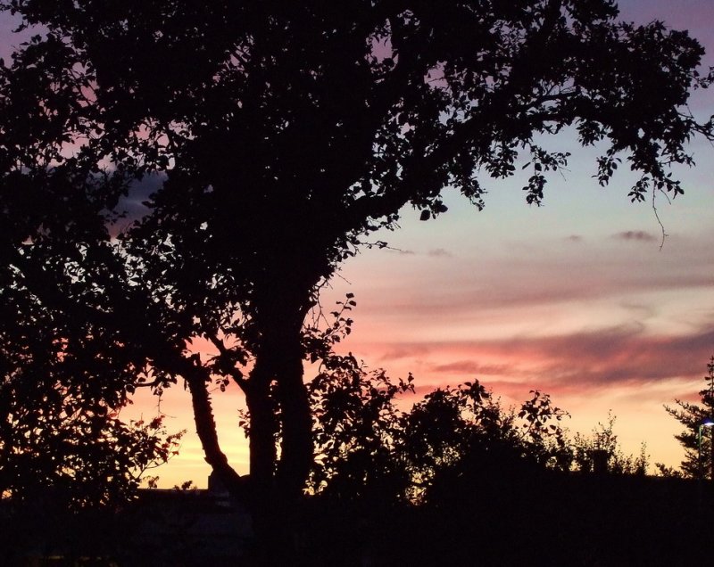 Evening in my garden