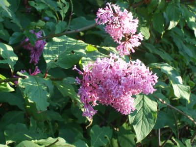 DSCF4511cropsharpexpsatmin.jpg