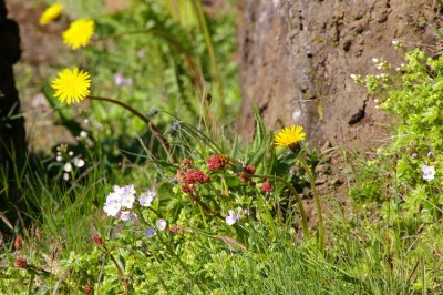 Wild flowers in Reykjanes