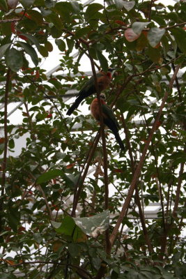 Parc Paradisio the Ath 0114.jpg