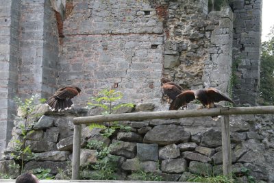 Parc Paradisio the Ath 0121.jpg