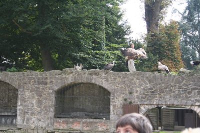 Parc Paradisio the Ath 0147.jpg