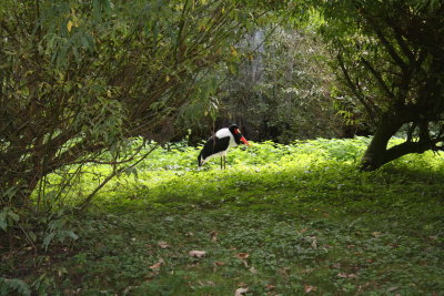 Parc Paradisio the Ath 0157.jpg