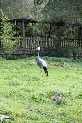 Parc Paradisio the Ath 0163.jpg