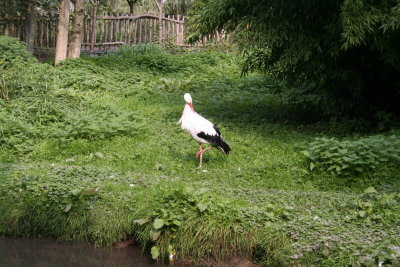 Parc Paradisio the Ath 0167.jpg