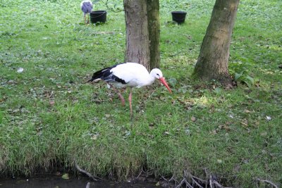 Parc Paradisio the Ath 0168.jpg