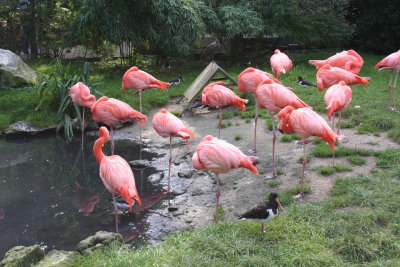 Parc Paradisio the Ath 0200.jpg