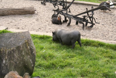 Parc Paradisio the Ath 0240.jpg
