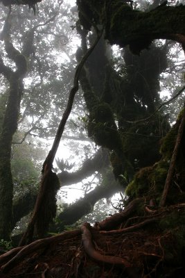 Mossy or Cloud forest