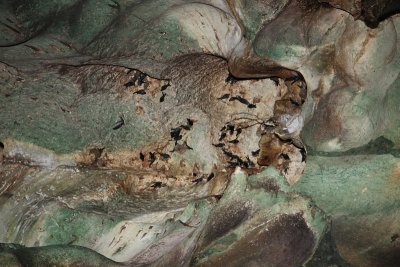 Swiftlets nesting
