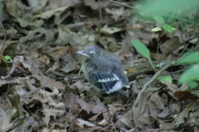 Baby Pileated Woodpecker