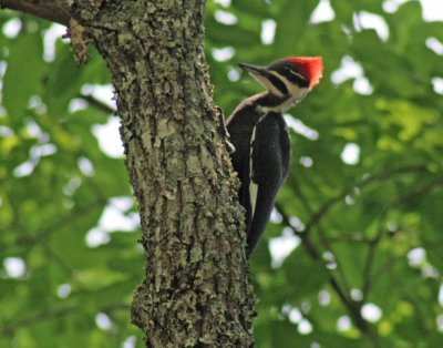 Pileated Woodpecker