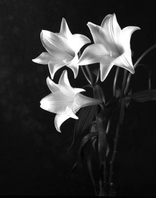 3flowers