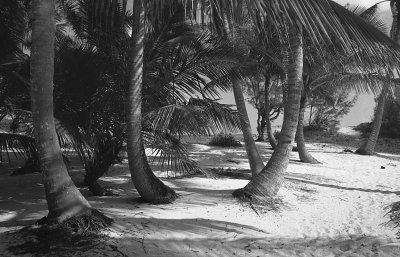 tropics trees