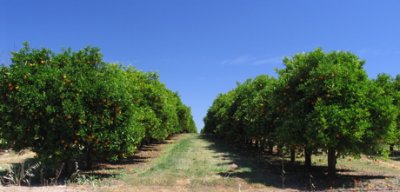Gingin oranges