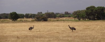 Emus