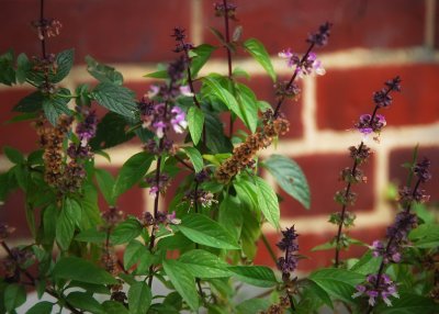 October 23 - Last of the Summer Basil