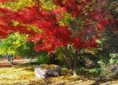 November 17 - Nature's Colors