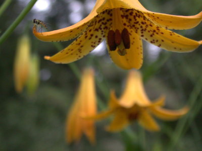 12 photos de fleurs