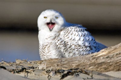 Snowy Owl with mouth open.jpg