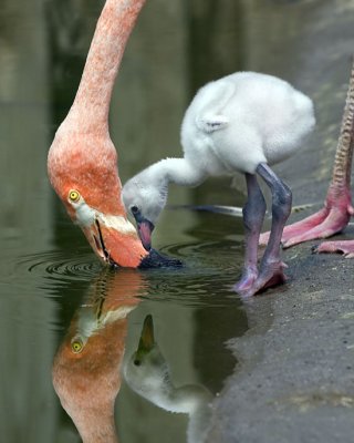 Flamingo and Chick with reflections.jpg