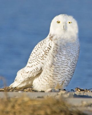 Snowy Owl standing.jpg