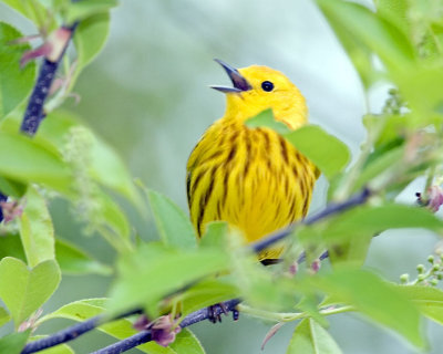 Yellow Warbler singing.jpg