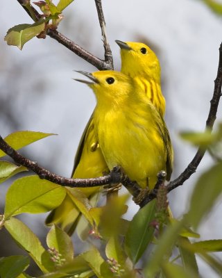 Yellow Warbler Pair.jpg