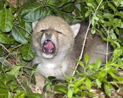 Coyote pup close yelling.jpg