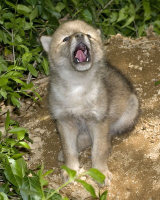 Coyote Pup yelling.jpg