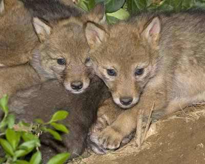 Coyote pups 2 close up.jpg