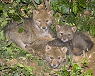 Coyote Pups.jpg