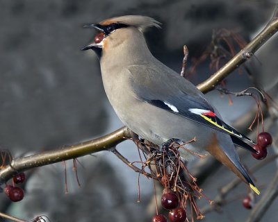 Bohemian Waxwing with berry.jpg