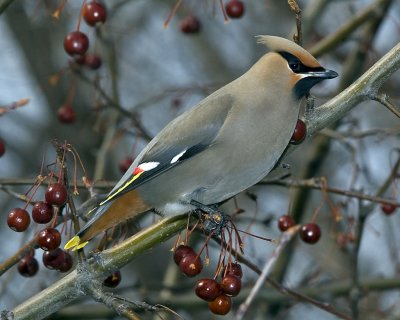 Bohemian Waxwing.jpg