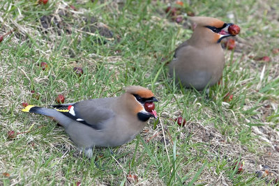 Bohemian Waxwing Pair on grass with berries.jpg