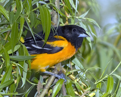 Oriole close in willow branch.jpg