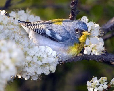 Parula Warbler on flowers.jpg